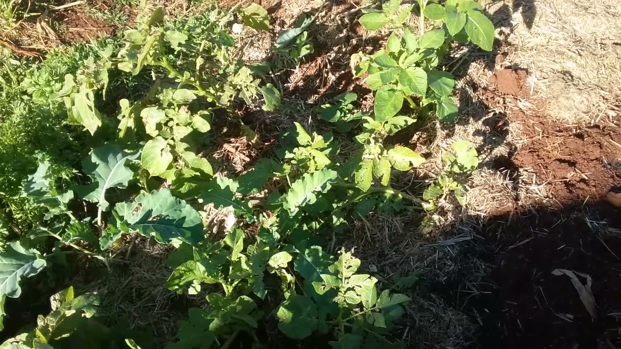 Wild potatoes