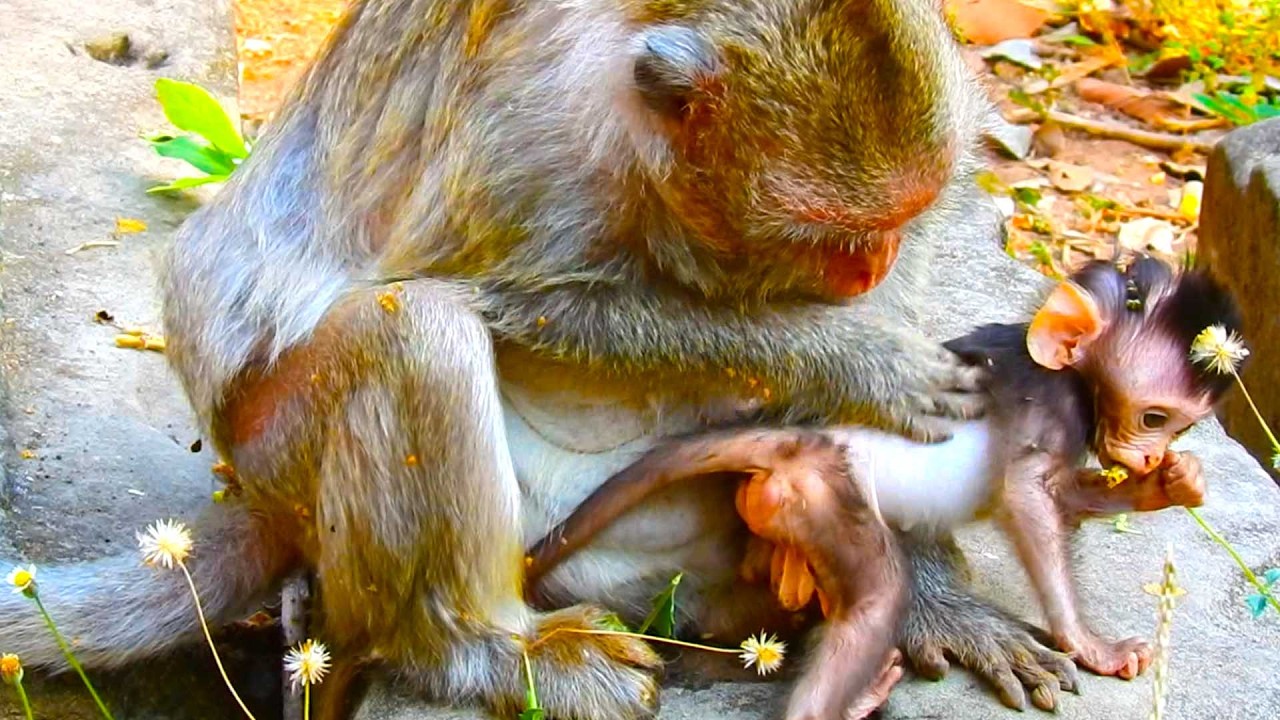 A Peaceful Moment Between Sterling and Mom Scarlet