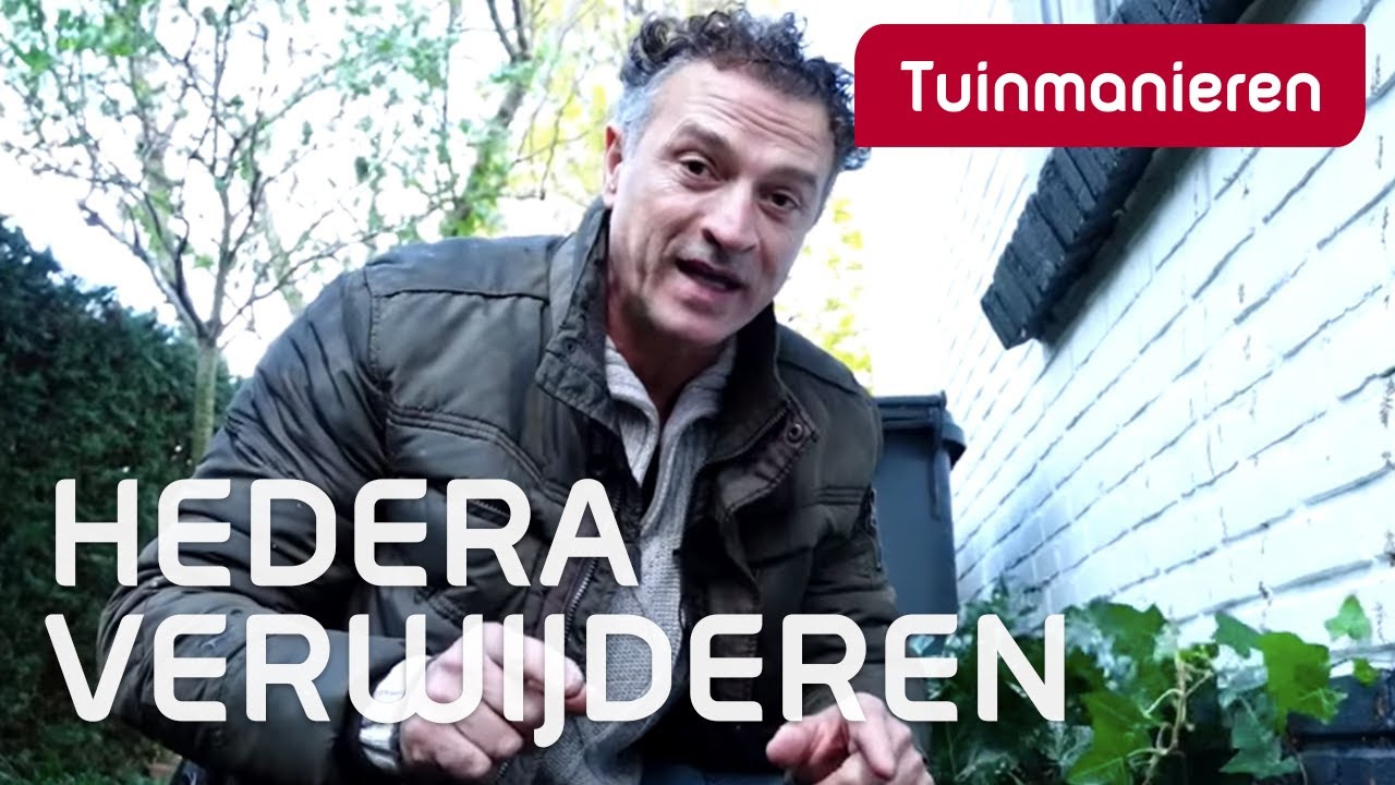 Hedera verwijderen: hoe doe je dat? | Tuinmanieren