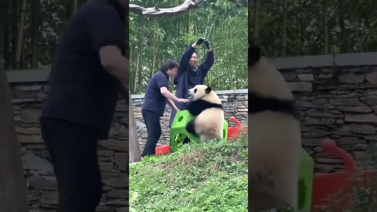 The rope snaps, the panda falls, huffing, it lunges at the keeper in a huff #panda #cute