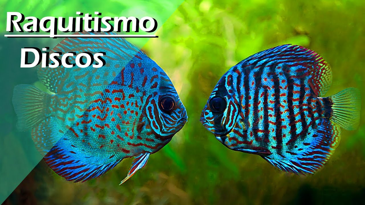 113⭕️.- Raquitismo en PECES DISCO 🆘 (Síntomas y ¿ hay Solución ?)