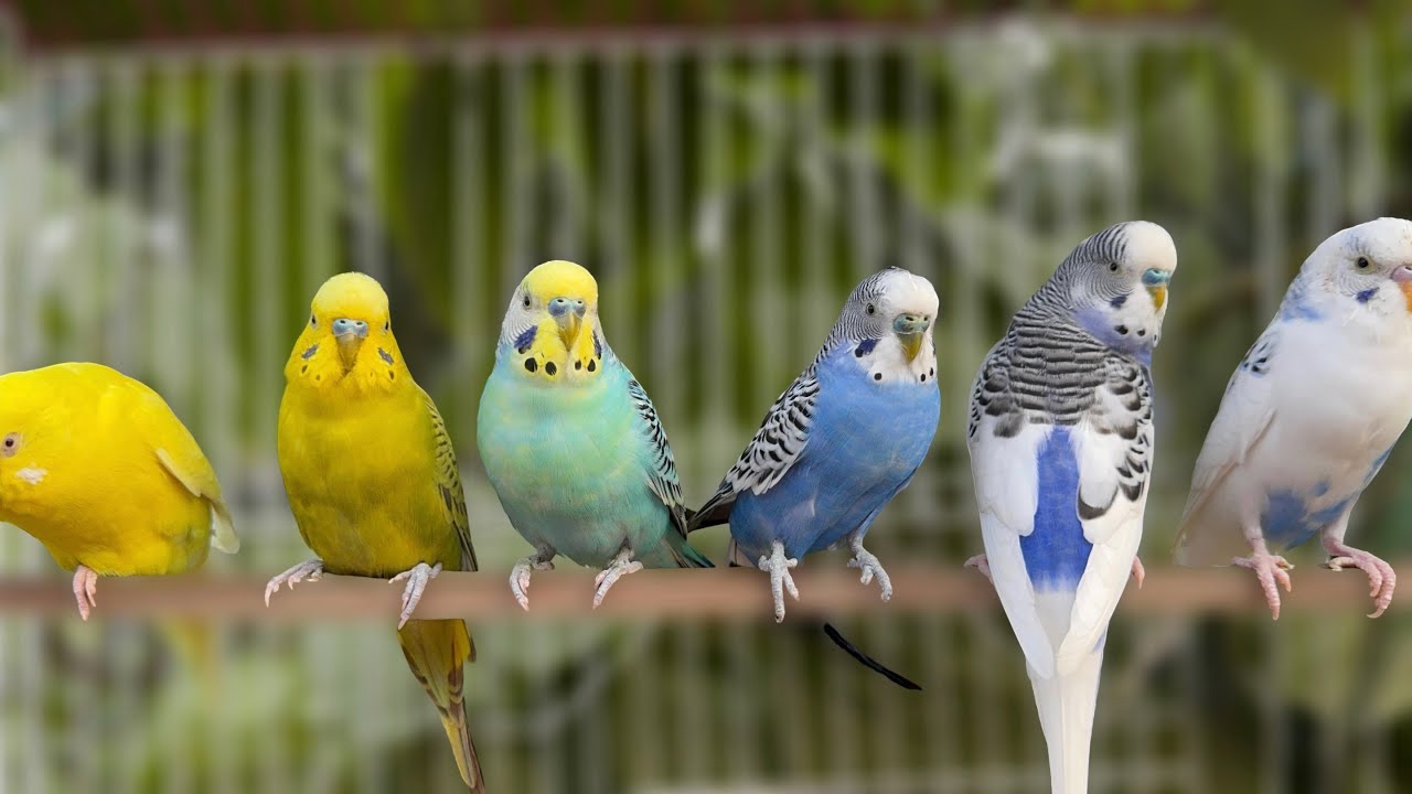 Relaxing Budgie Chirping Sounds | Make Your Birds Happy