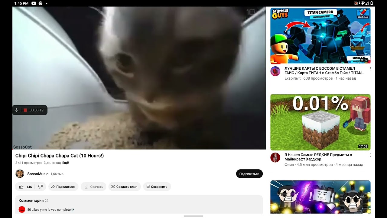 Chilpo Cat!