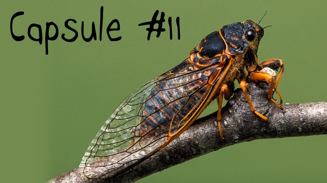 Capsule #11 - Le Chant des Cigales