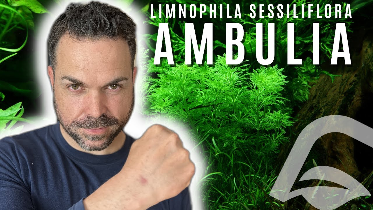 Planta por planta | Limnophila sessilliflora AMBULIA