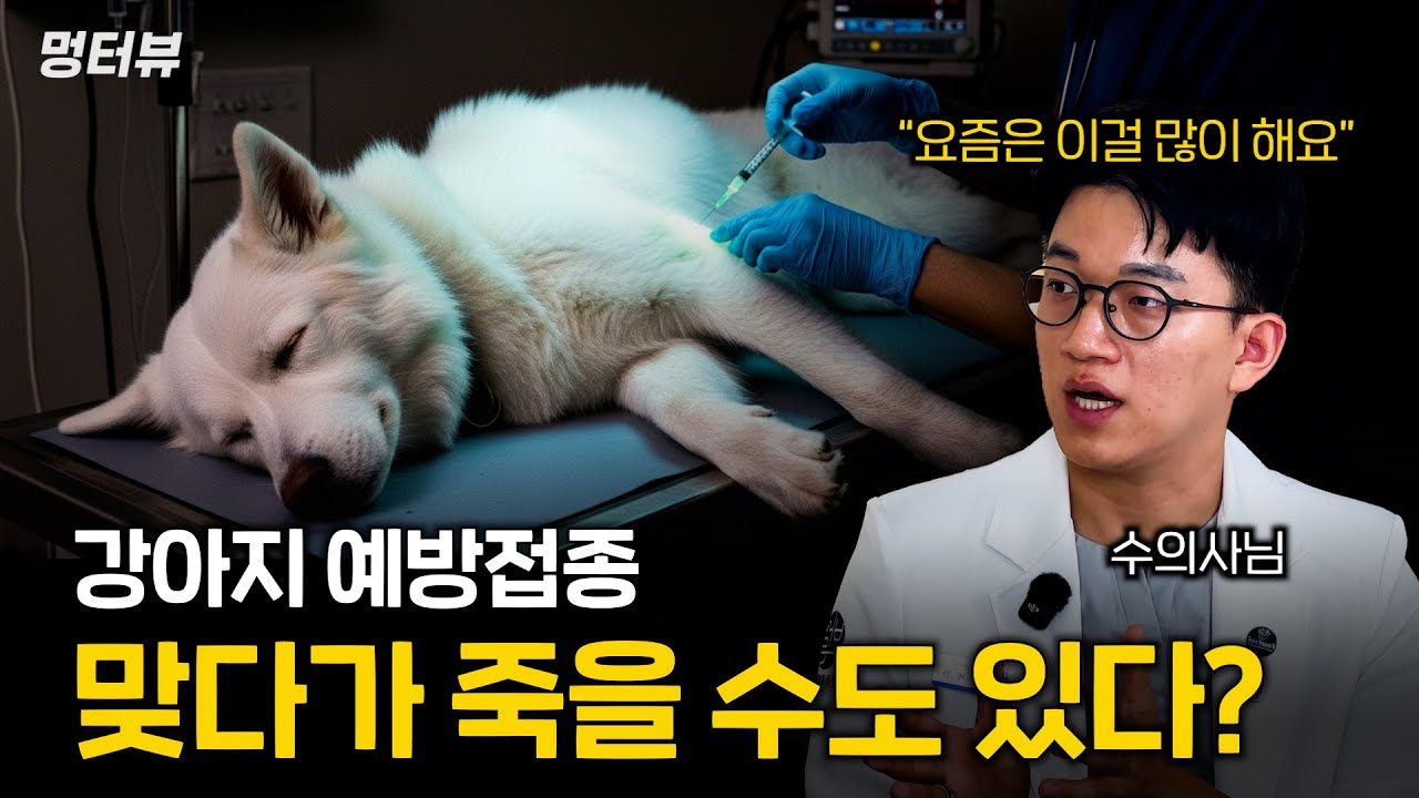 강아지 예방접종 이렇게만 챙겨주세요 (부작용 걱정 없고 수명도 늘어나요) | 멍터뷰ep.42