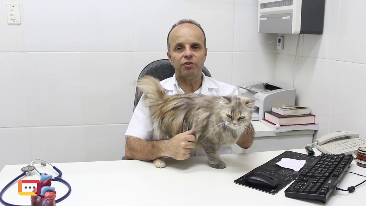 Dicas & Curiosidades para seu Pet - Alergias em Cães e Gatos
