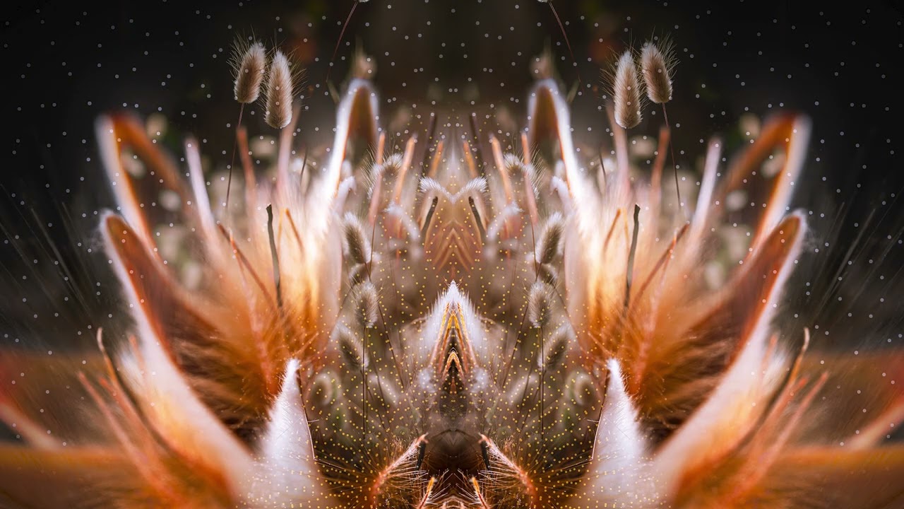 Headroom (SA) - Acid Trip Advisor (Talpa Remix)