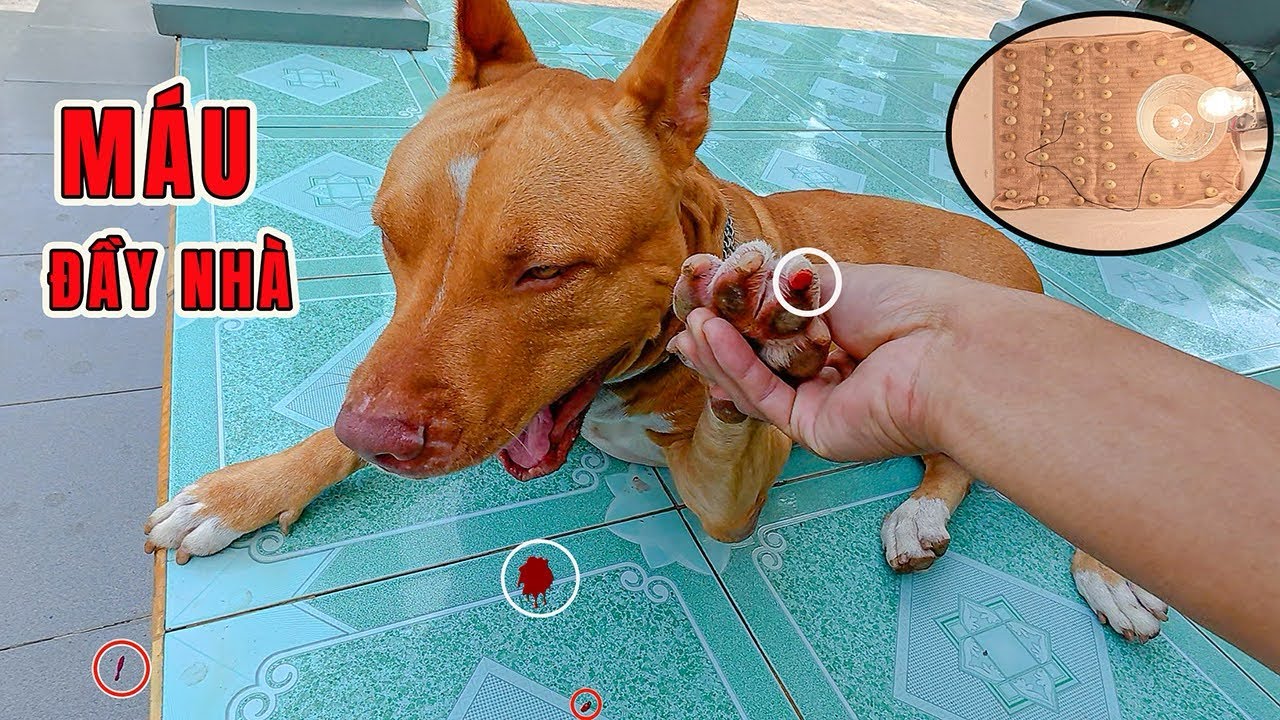 Em Cún Pitbull Bị Thương Và Thử Ấp 50 Trứng Gà Nhỏ Nhất Thế Giới | Ngọc Quê