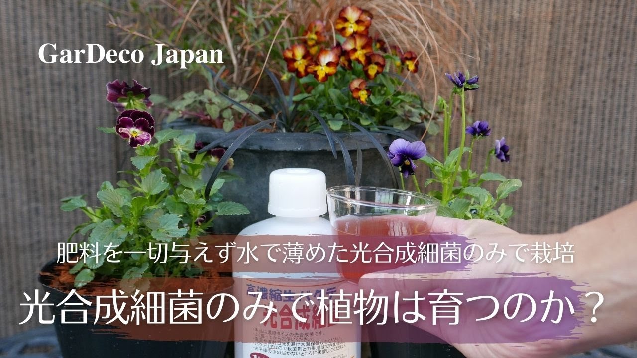 光合成細菌のみで植物は育つのか？#1