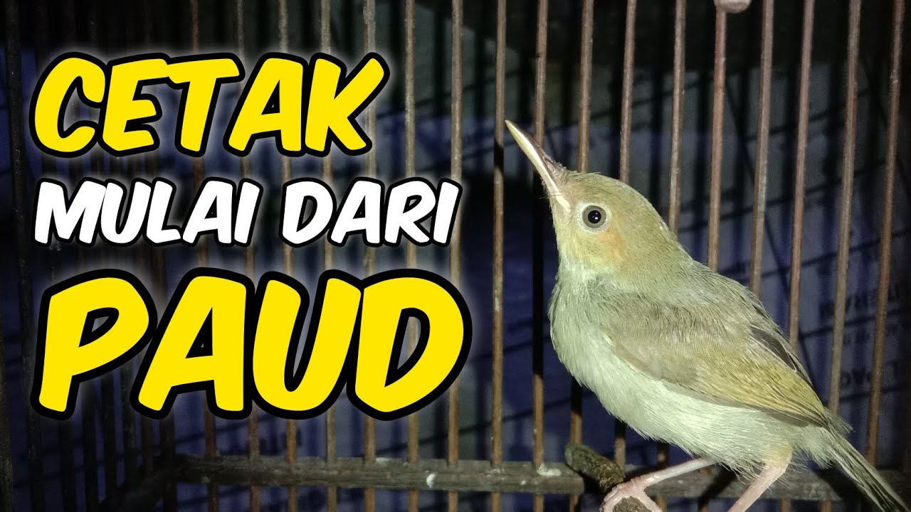 Cara merawat burung prenjak muda agar cepat gacor dan mental bagus