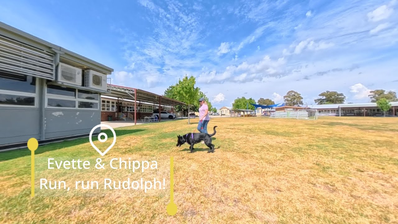 Urban Mantrailing Christmas Special | Chippa Follows Residual Odour at Goulburn North