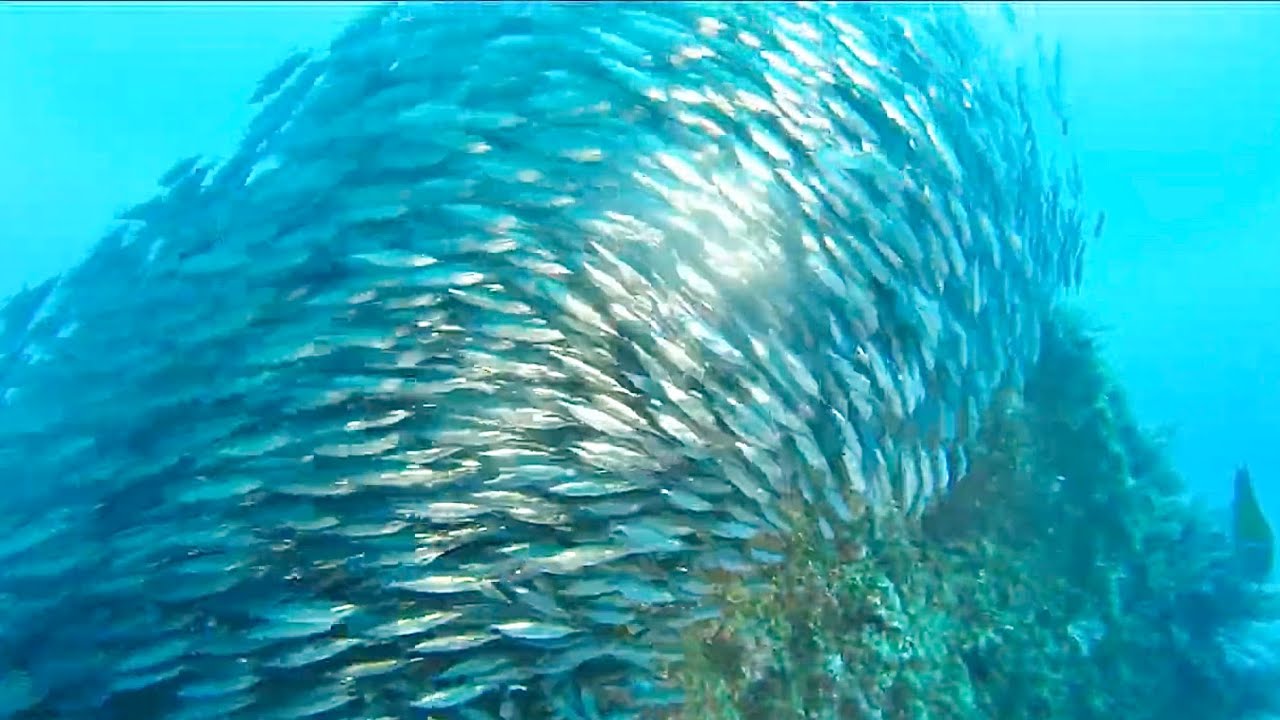 Once in a lifetime dive in Madeira. Massive bait ball feasted on by groupers and morays - Garajau!