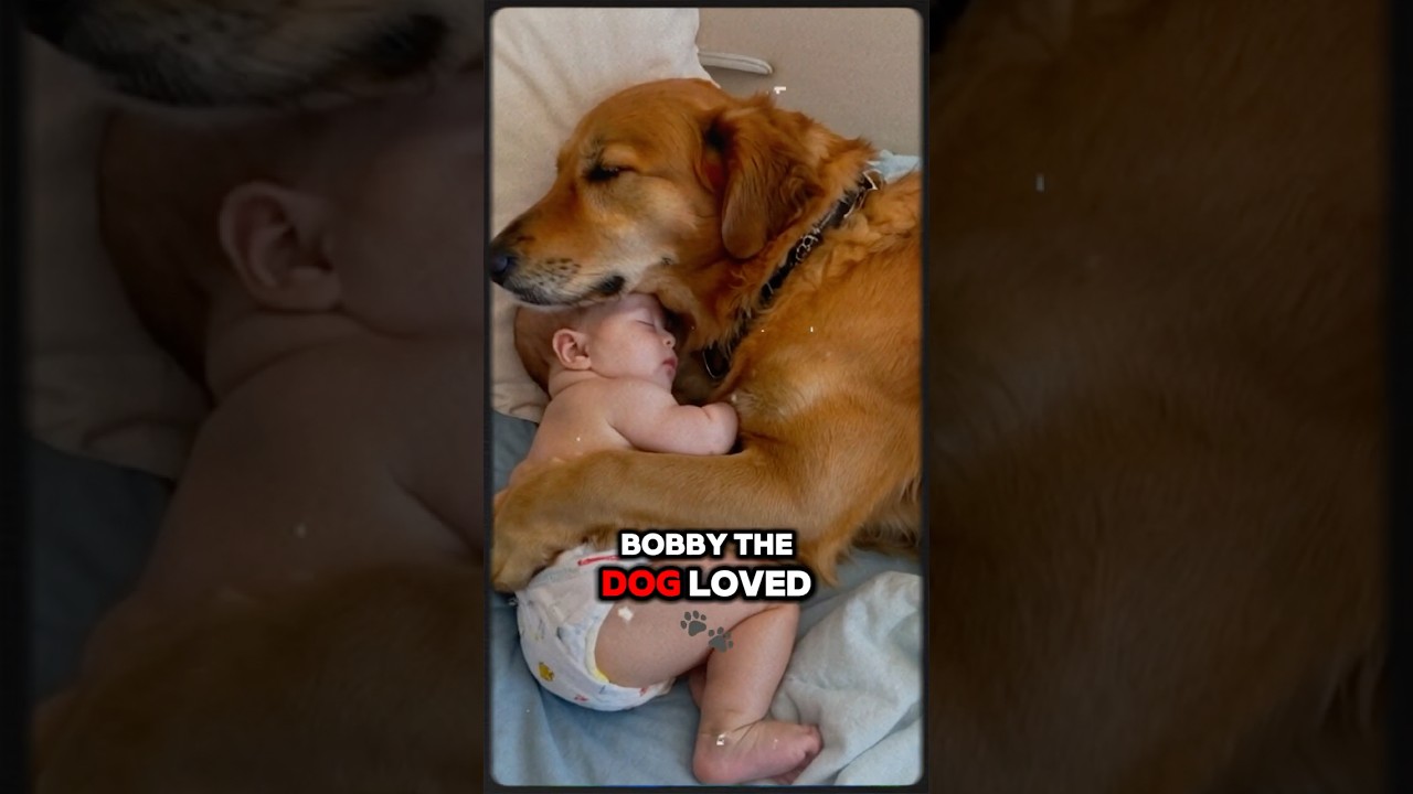 Dog Babysitting | Story of A Dog and Baby | Cute Animal Stories