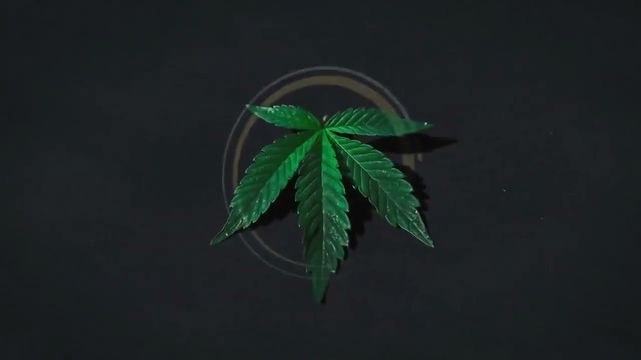 C&acirc;nhamo - A Planta Milagrosa