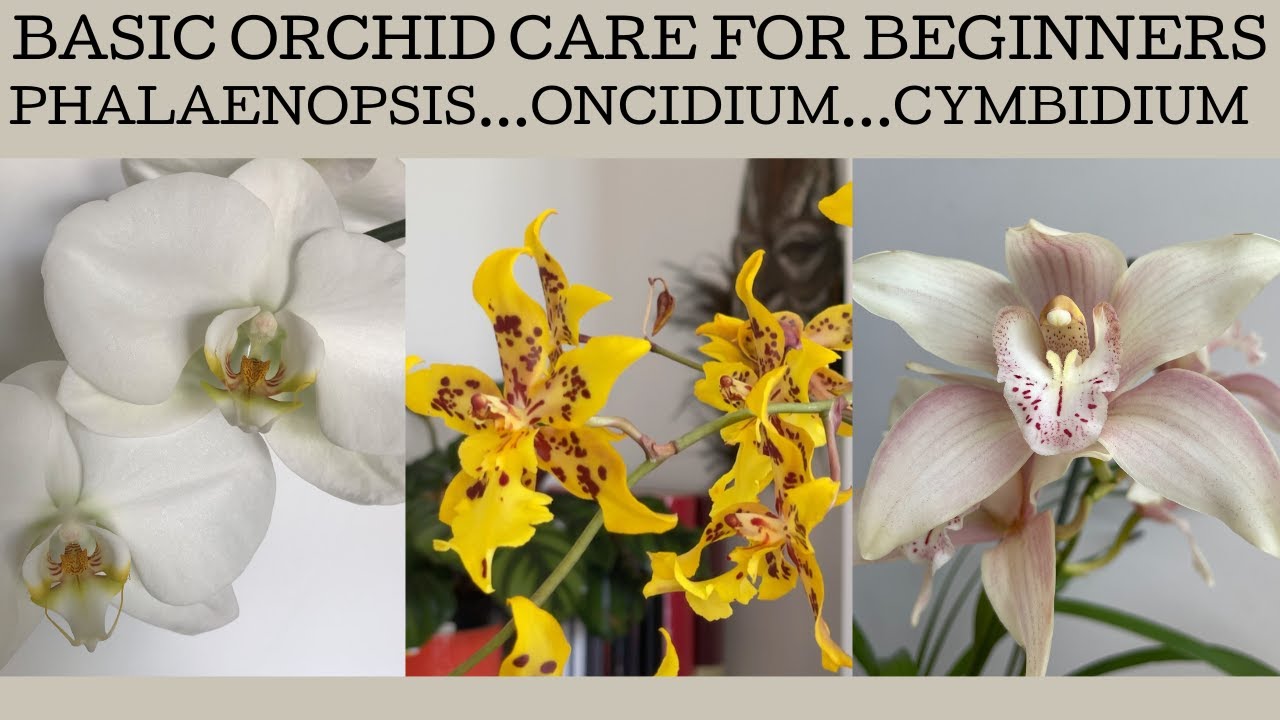 Basic orchid care for beginners: how to grow Phalaenopsis | Oncidiums | Cymbidiums!