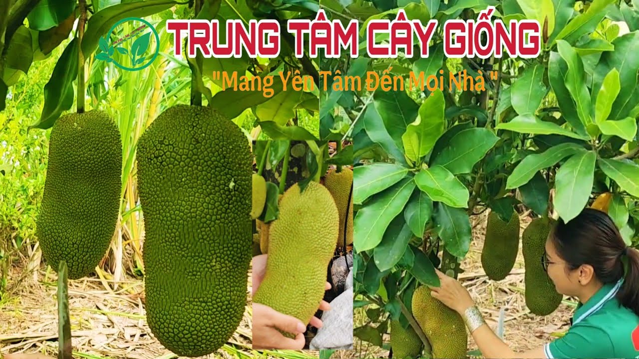 Phân biệt giữa mít tố nữ sầu riêng và mít mơ | Tham khảo để không phải mua nhầm giống