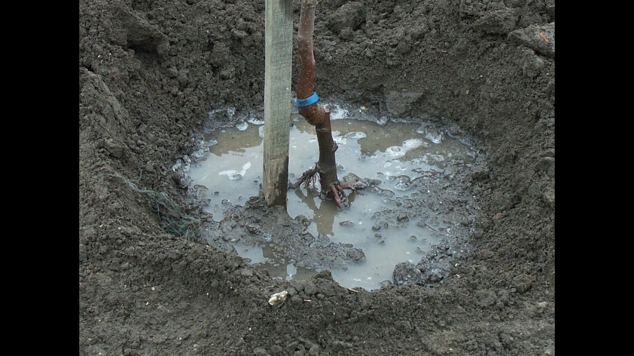 #2 Obstbau Mythen - h&auml;ufige Fehler bei der Pflanzung
