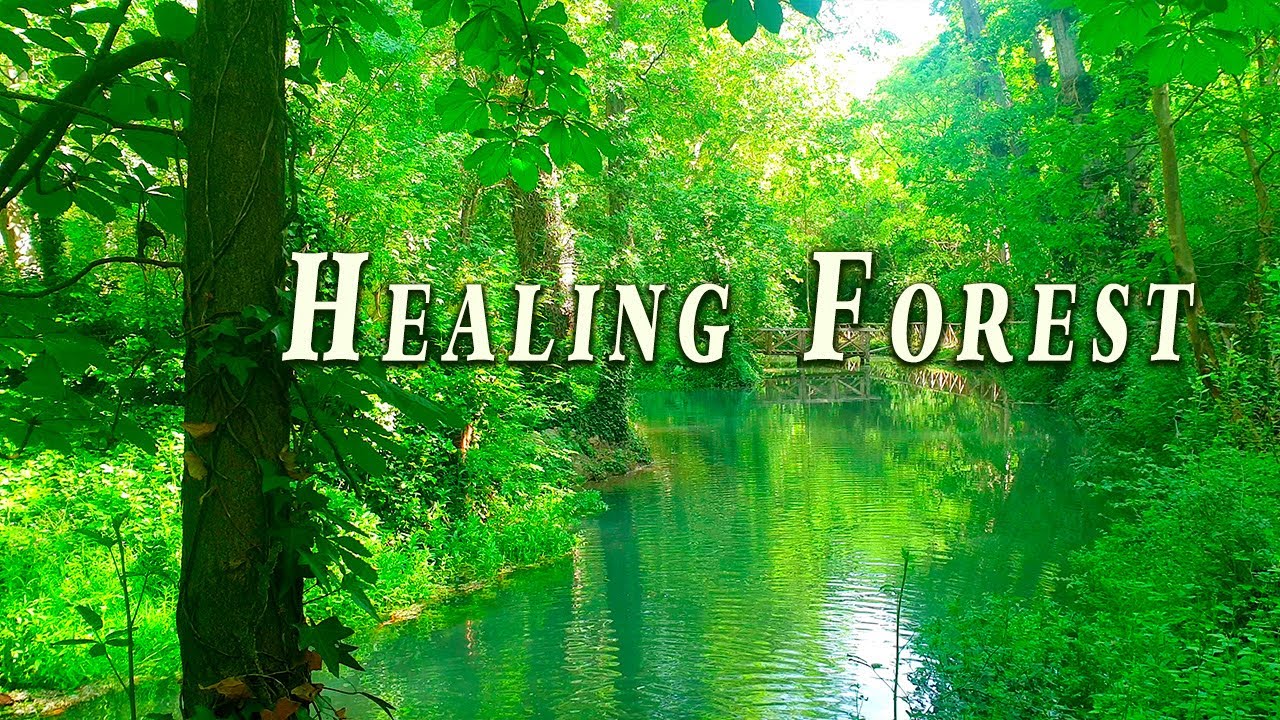 Healing Frequency Forest Therapy 🌳Gentle Stream & Birdsong 4K Relaxing Nature Ambient Meditation
