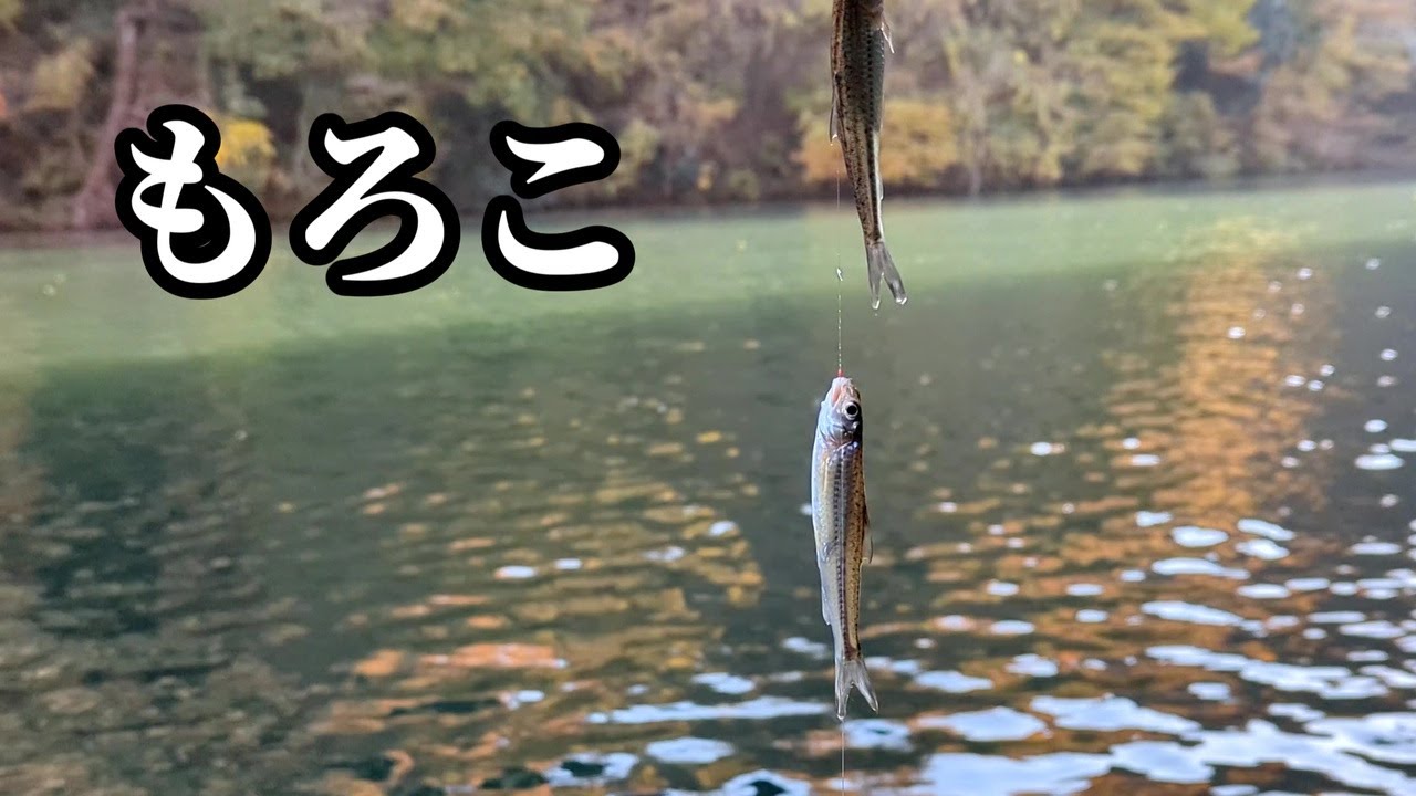 冬でも釣れるモロコを釣りました。食べました。