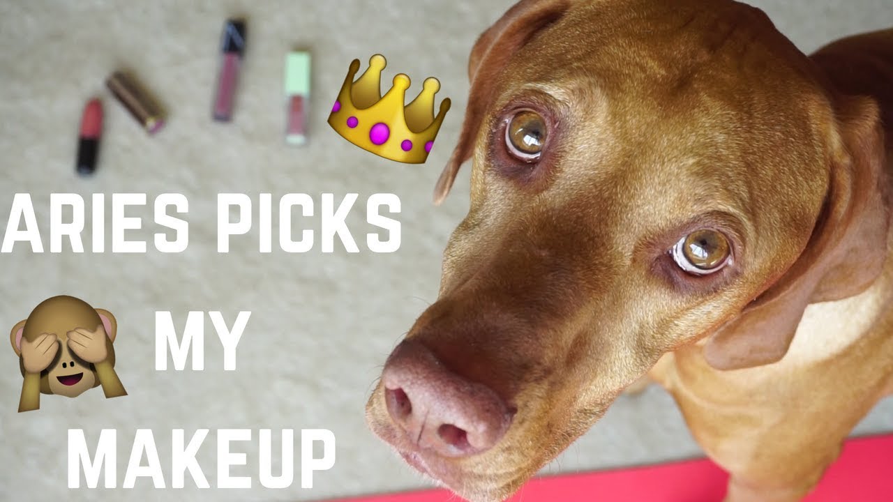MY DOG PICKS MY MAKEUP │ ARIES THE VIZSLA