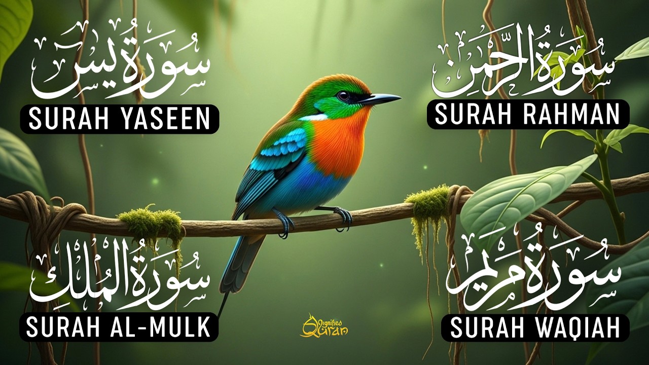 Beautiful Voice Of Surah Yaseen | Surah Rahman | Surah Waqiah | Surah Mulk | Alaa Aqel | Ep-10