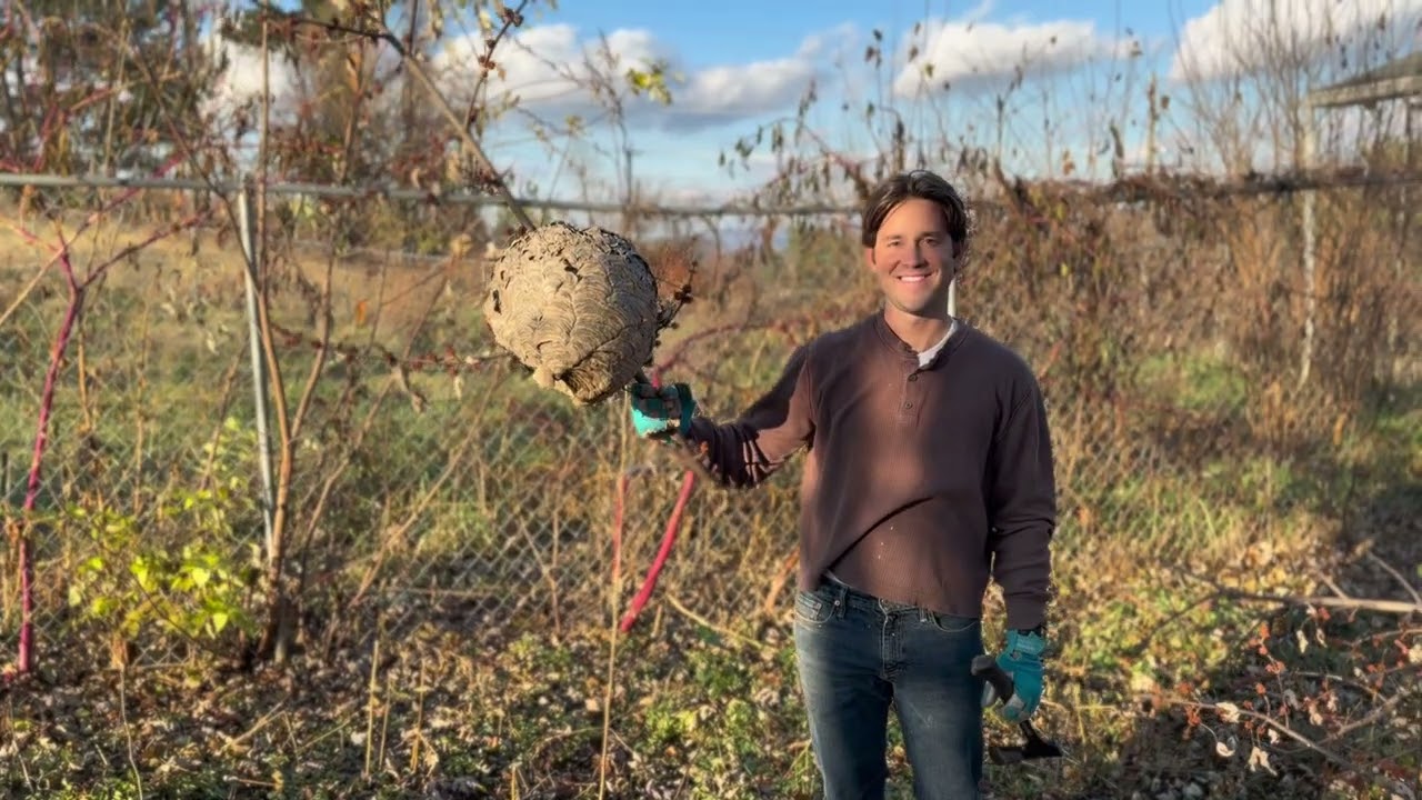 Ep15 Wasp Nest