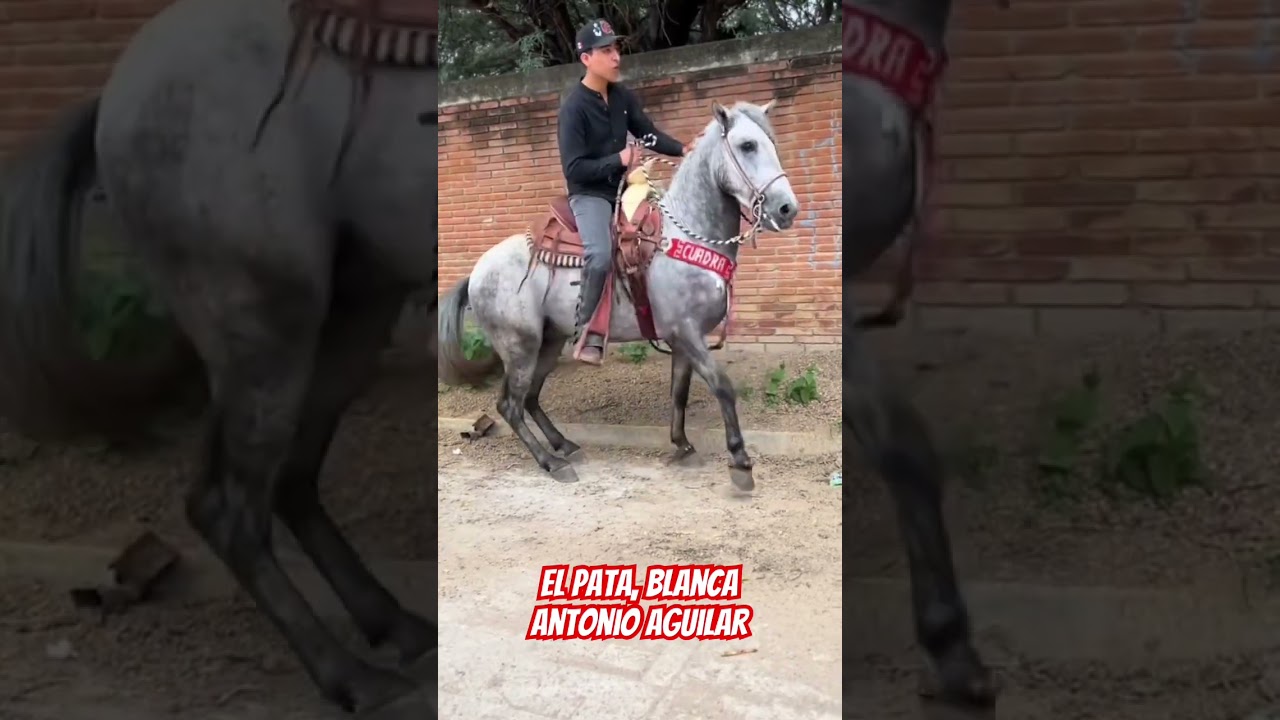 El pata, Blanca Antonio Aguilar