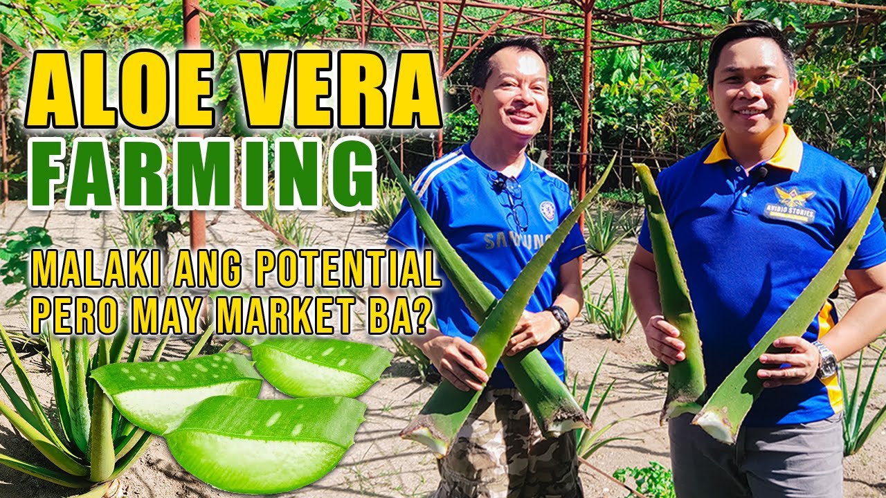 AMAZING ALOE VERA FARMING | MALAKI ANG POTENTIAL, PERO MAY MARKET NGA BA ITO SA PILIPINAS?