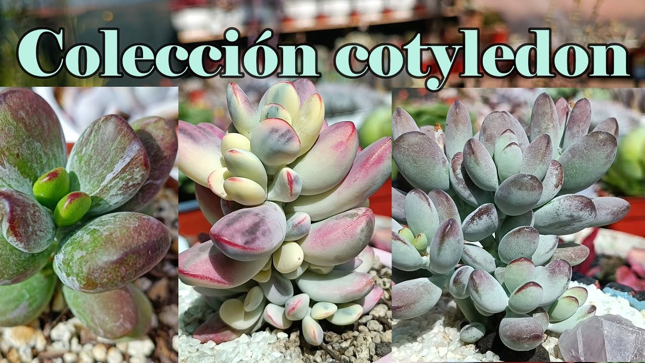 Mi colección COTYLEDON #suculentas #cotyledon #pachyphytum