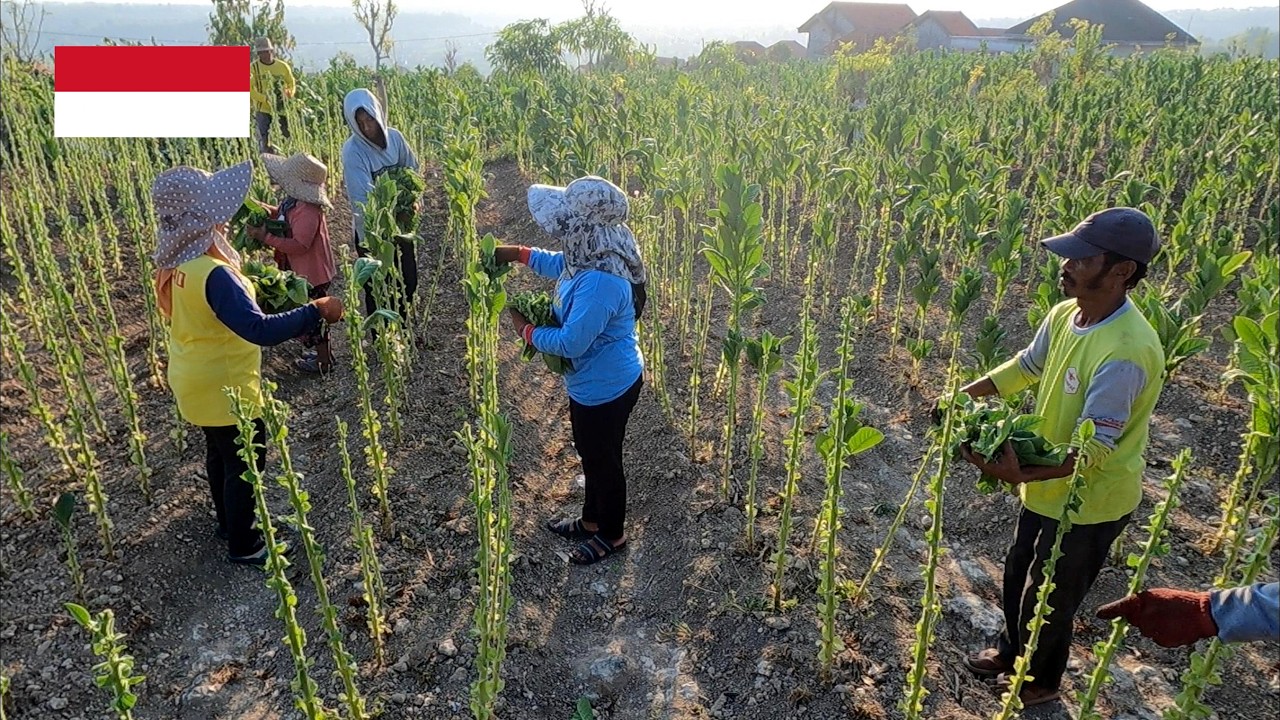 Village life in indonesia, Morning activities in the beautiful countryside. indonesia village