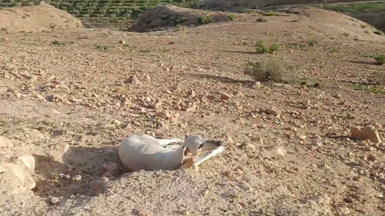 مزرعة عبيدة أخ الحاج اب عادل جولة من غابة إلى مقبرة إلى البيت