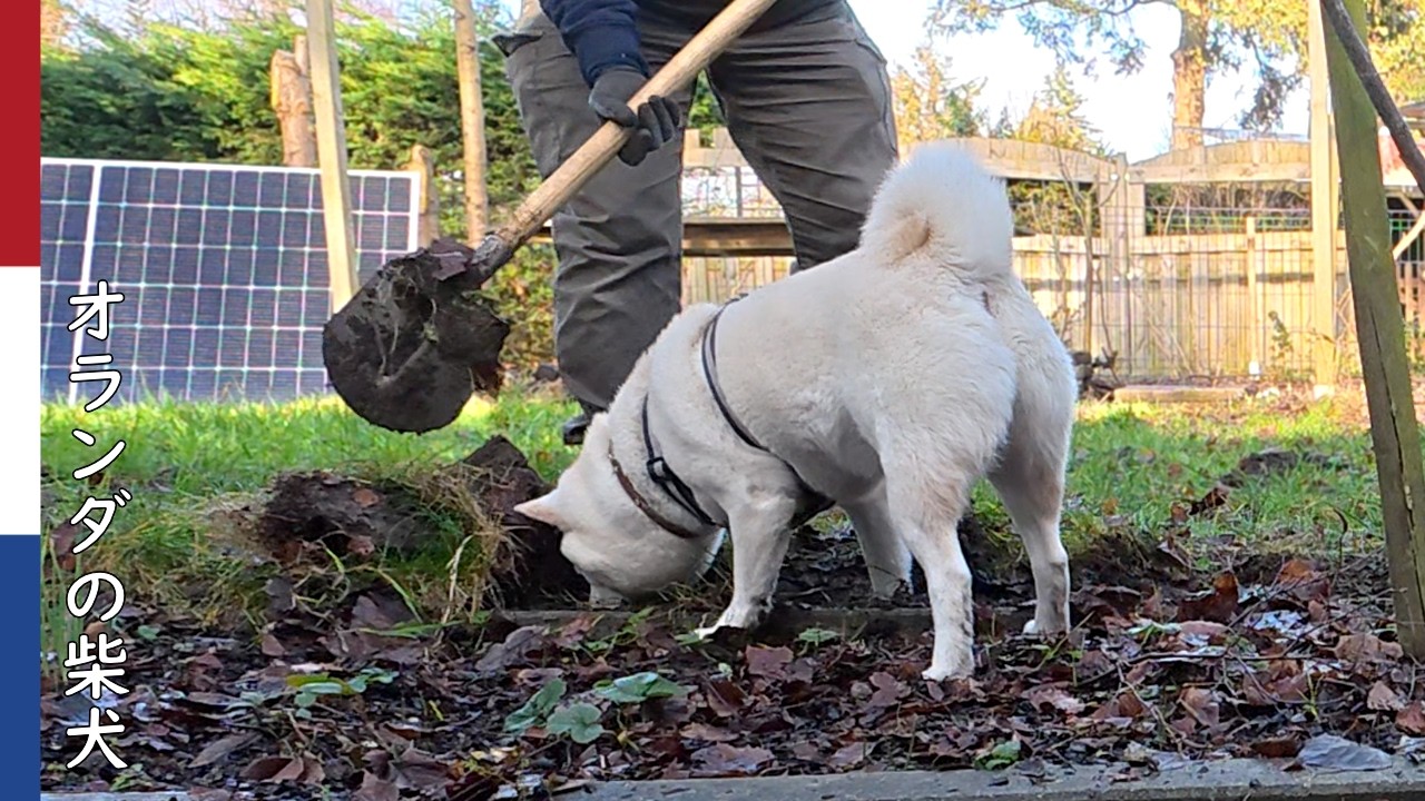 柴犬柿丸 柿丸ハウス 庭仕事に参加する柴犬  ｜オランダ散歩・環境音