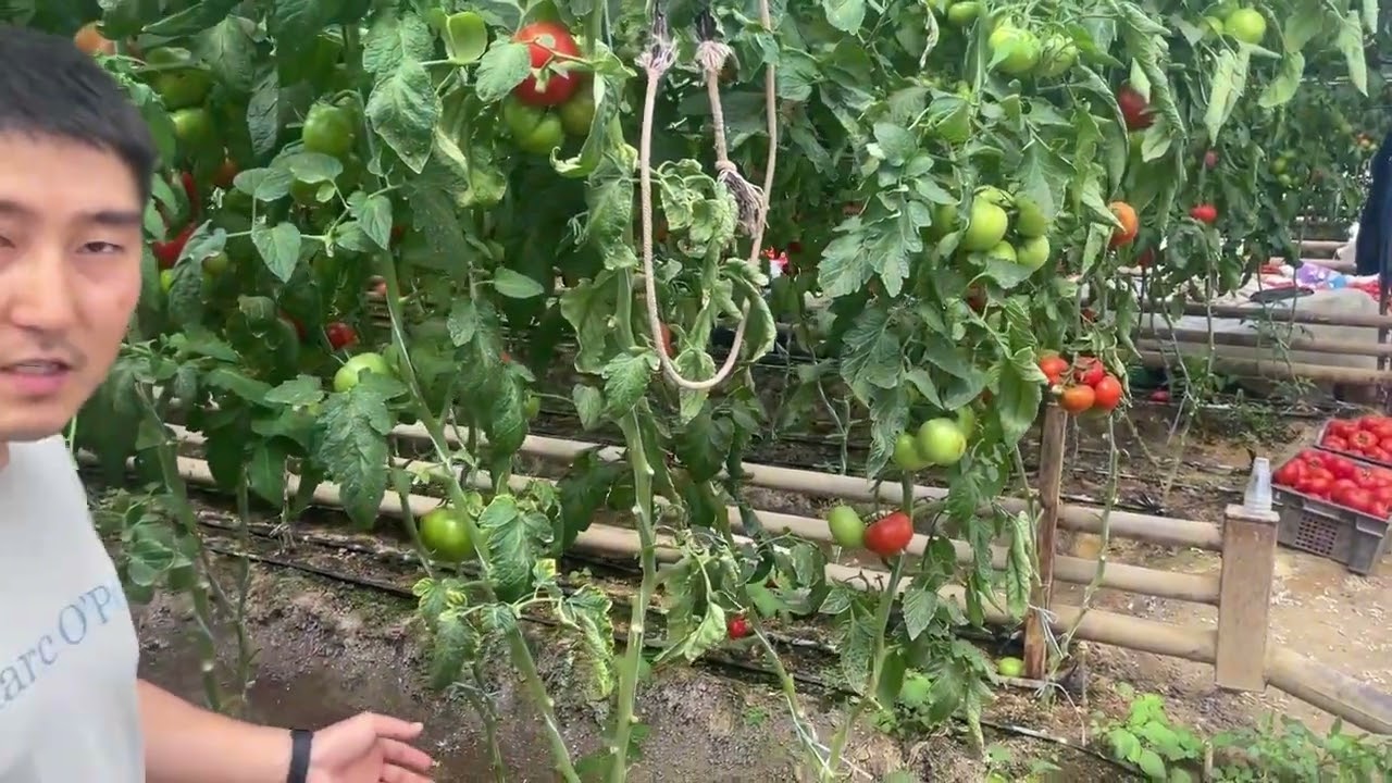 Выращиваем томаты на подвое! Урожайность в 2 раза выше! (Часть 1)