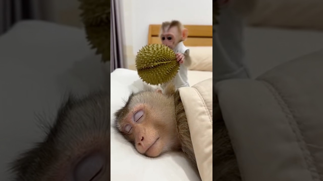 Mom Head VS Durian 🤯 #durian #babymonkey #monkeyvideo #mom #monkey #funny #prank #head #shorts