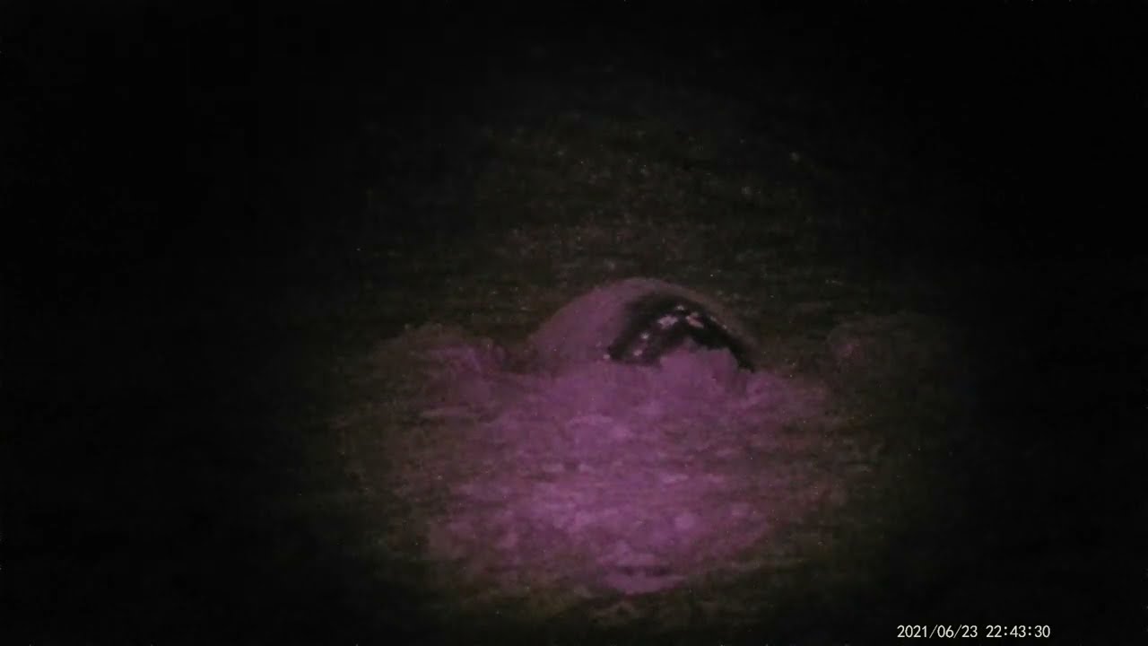 STPS Educational Loggerhead Sea Turtle Nesting Behavior Process (Short Video)