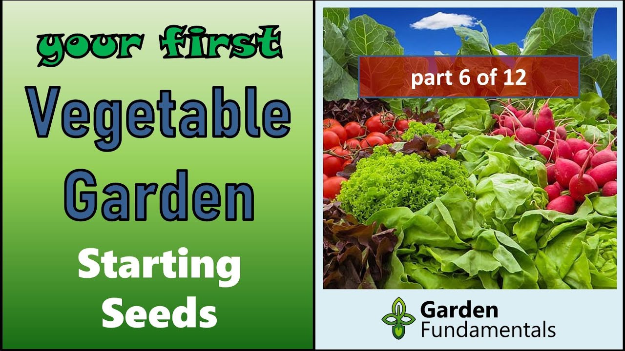Your First Vegetable Garden 🌽🍅🍆 Starting Seed & When to Start Seed