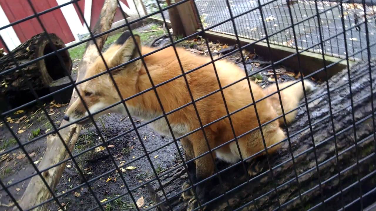 Red fox wants to talk.