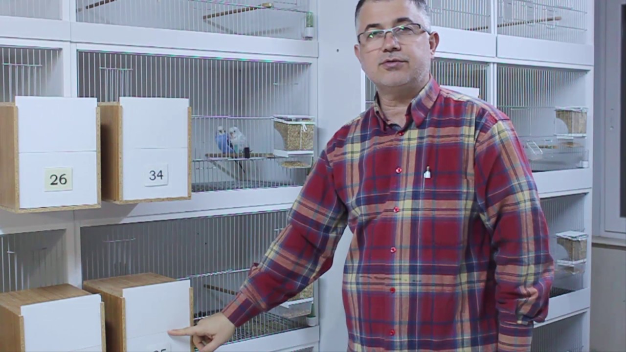 Tecrübesiz Dişi Kuşlara Yavru Besleme Nasıl Öğretilir?