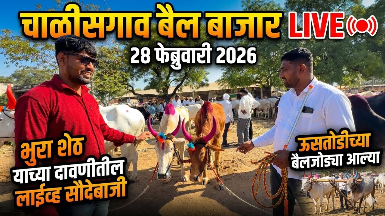 चाळीसगाव बैल बाजार live 🔴 28 फेब्रुवारी 2026 भुरा शेठ याच्या दावणीतील लाईव्ह सौदेबाजी ✌️