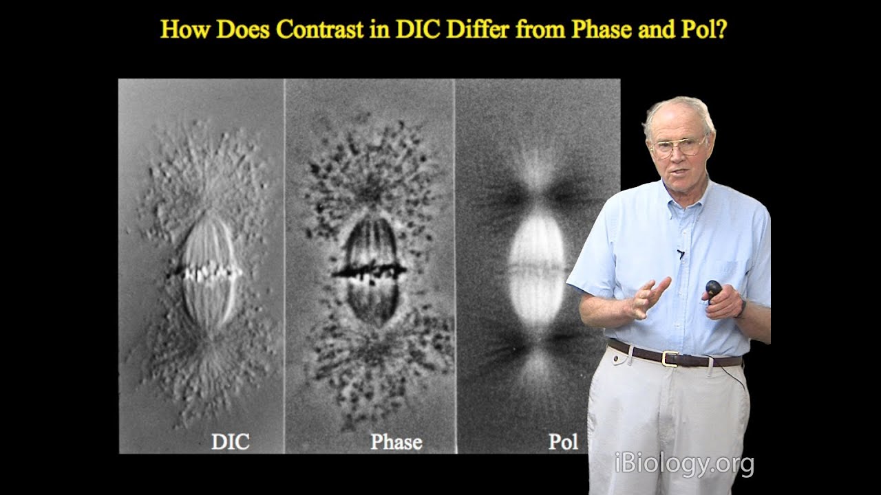 Microscopy: Differential Interference Contrast (DIC) Microscopy (Edward Salmon)
