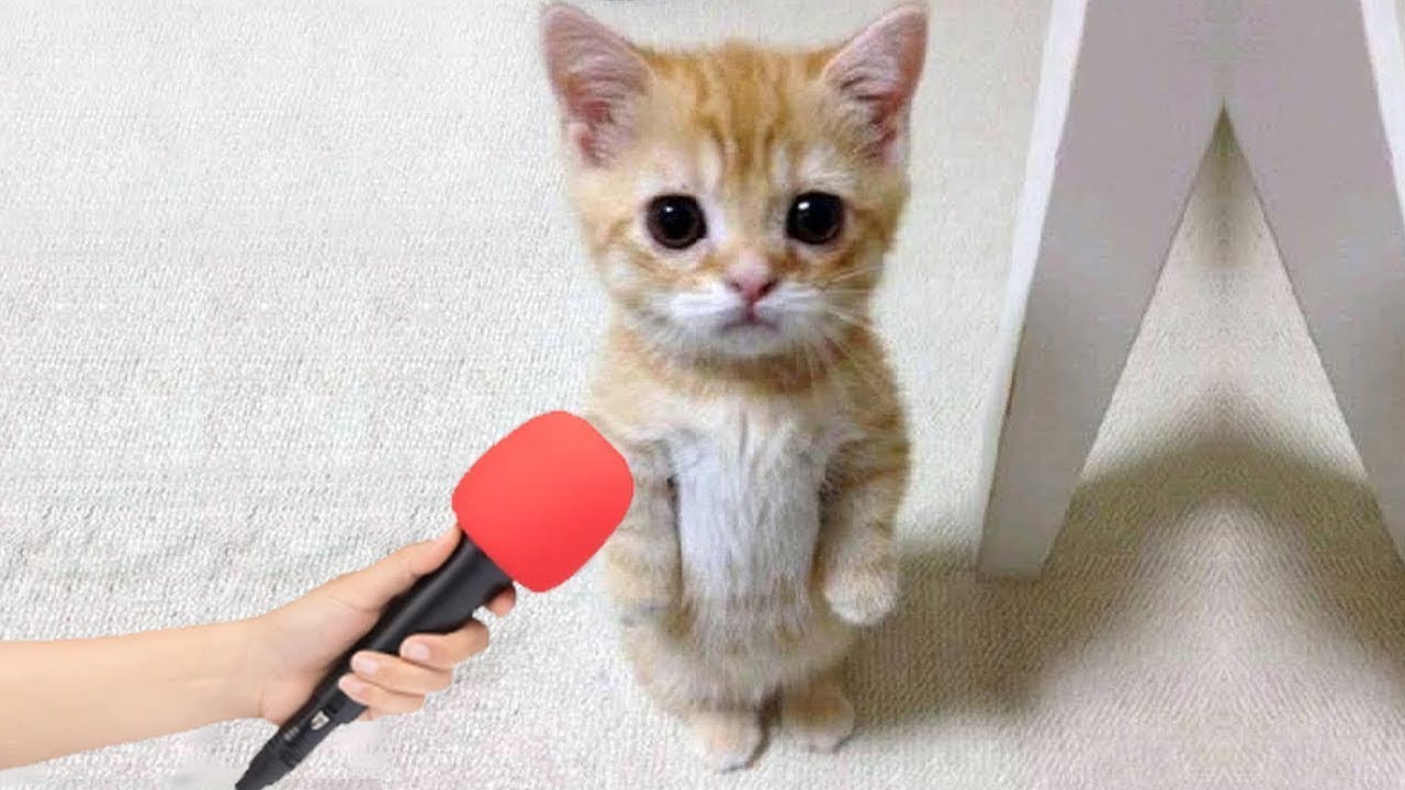 Эти весёлые животные заставят вас смеяться до слёз! 😂