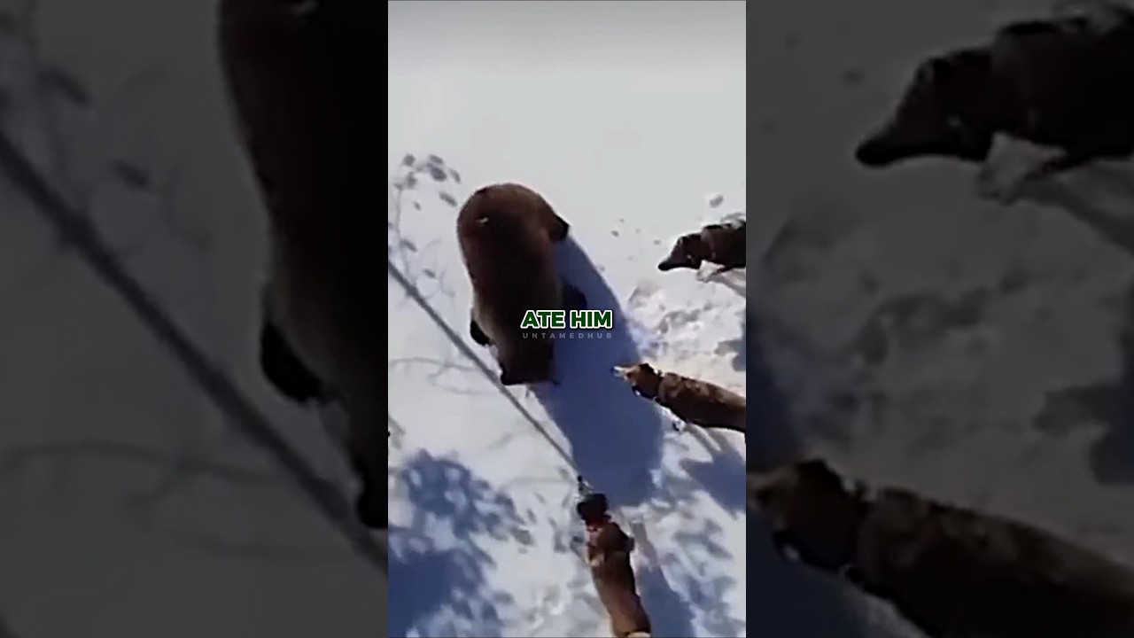 Joe Rogan on Wolves Hunting Grizzly Bear