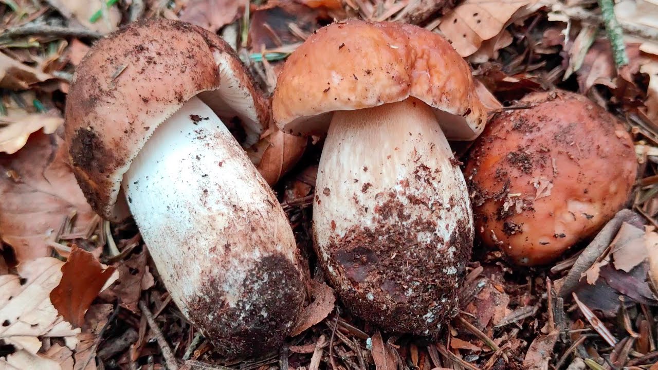 2023 | Porcini e sosia: Russula mustelina