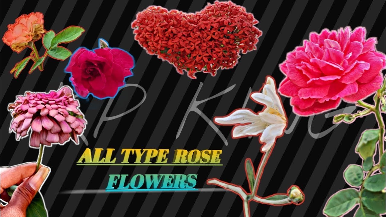 THE GARDEN ||○CINEMATIC VIDEO○|| ANY ROSE, FLOWERS