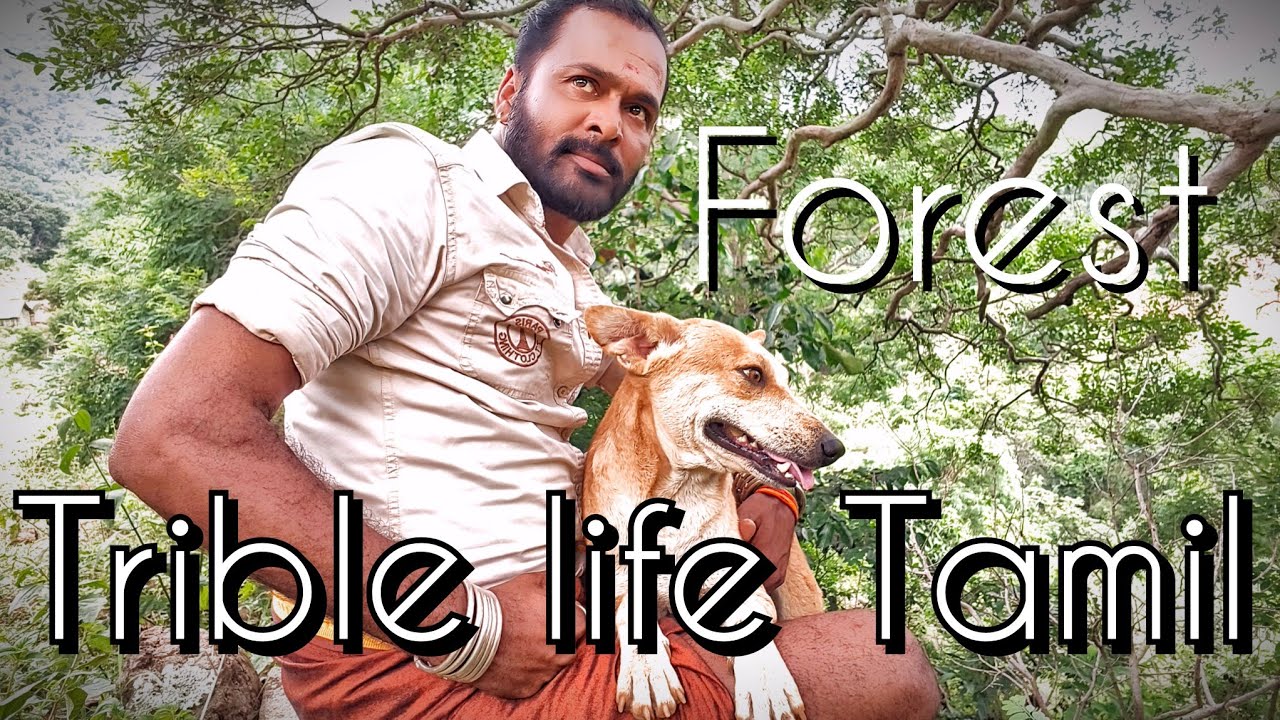கருவாட்டு குழம்பு ஊத்தி கொஞ்சம் சோறுகுடு ஆயா! இயற்கை ஒவ்வொரு நாளும் ஒவ்வொரு அழகு!|TRIBES OF INDIA