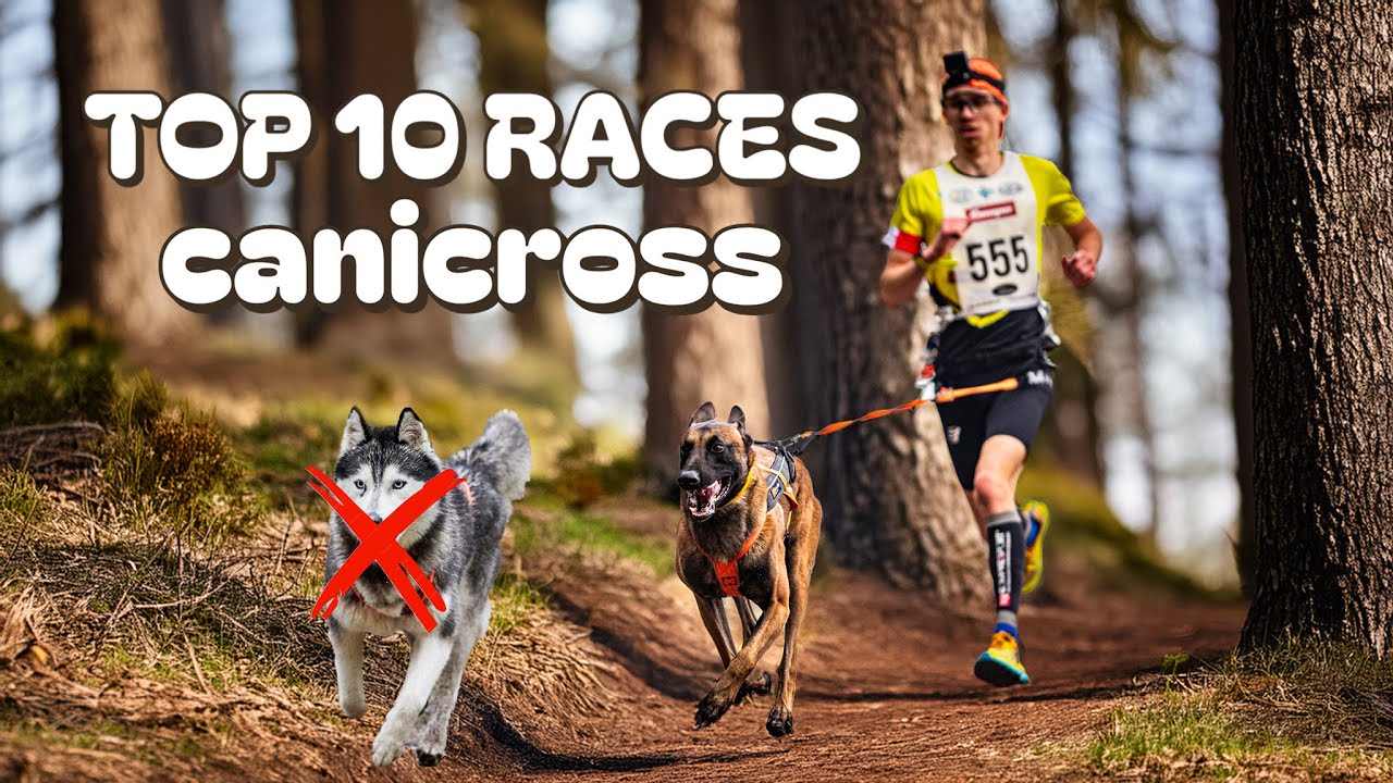 Non, le Husky n&rsquo;est pas le meilleur chien pour le canicross ! (Top 10)