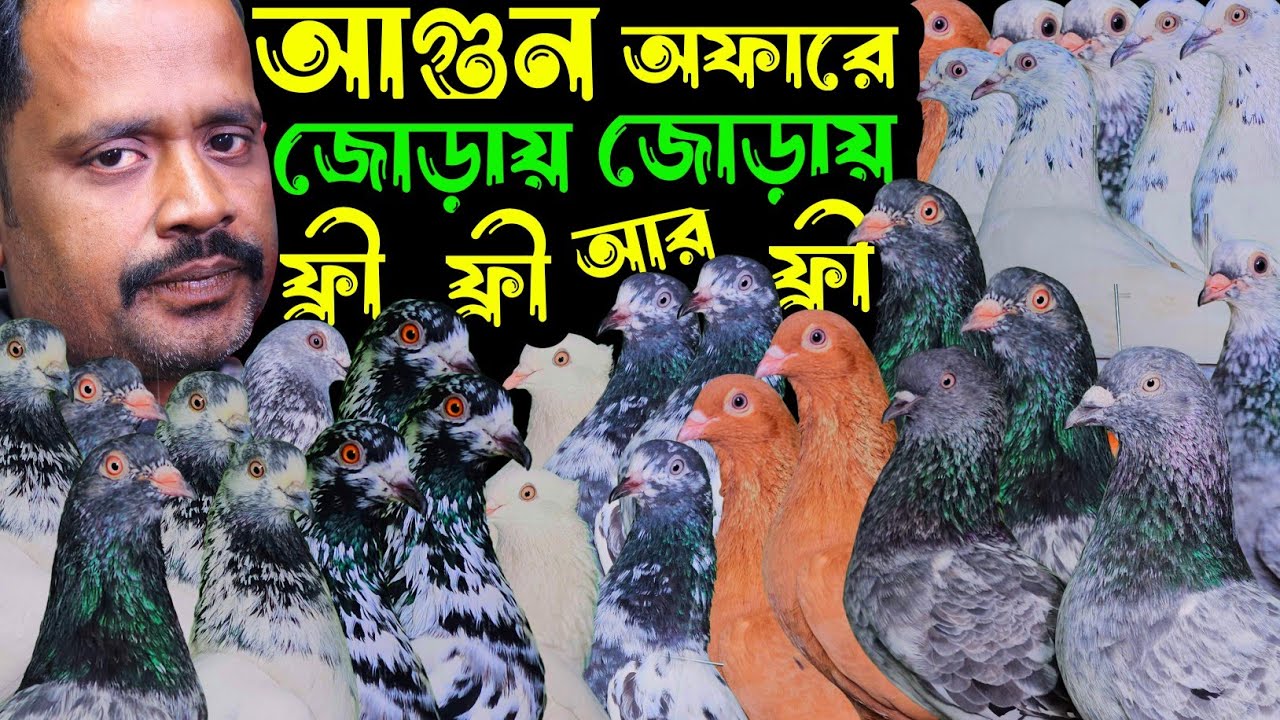আগুন অফারে পাল্লা করা হাইফ্লায়ার গিরিবাজ কবুতর কিনুন | বাকবাকুম পায়রা | Pigeon |