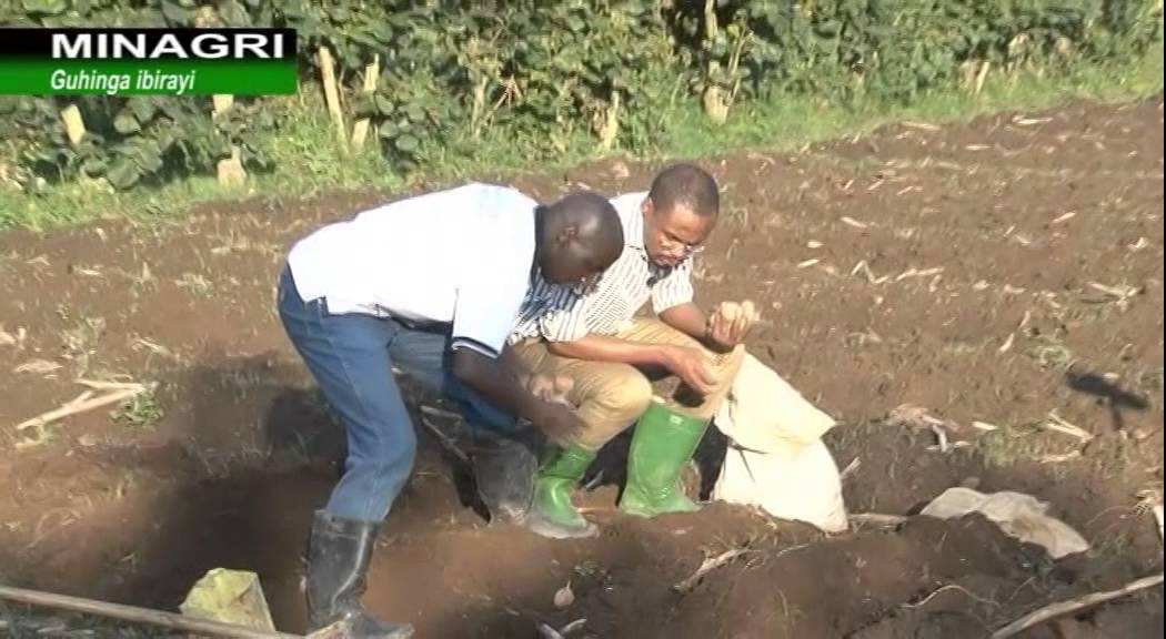UBURYO BAHINGA IBIRAYI NO KUBIRINDA INDWARA Ubuhinzi mu Rwanda-Rwanda agriculture