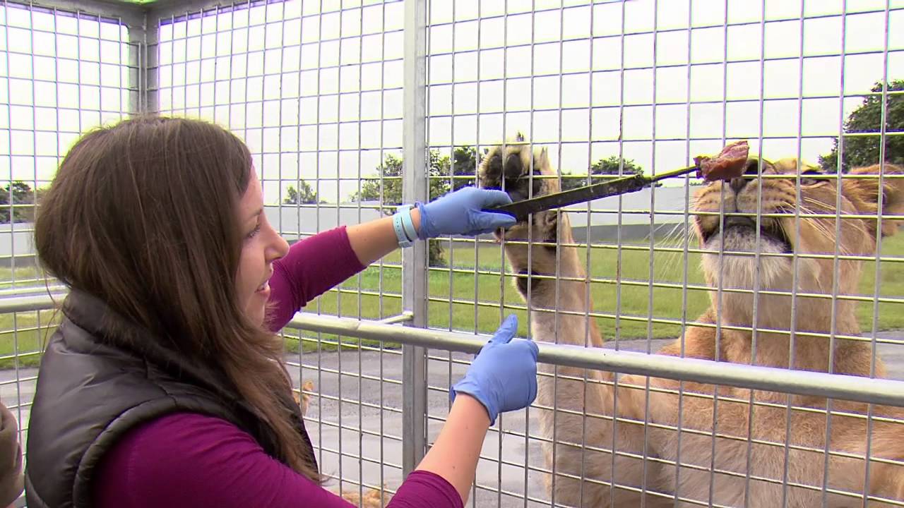 VIP Lion Cage Feed @ West Midland Safari Park